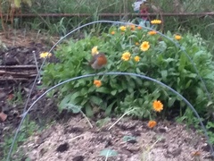 Erithacus rubecula