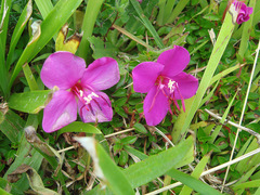 Heterocentron elegans