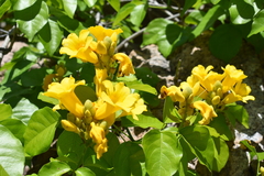 Adenocalymma inundatum