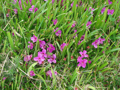 Heterocentron elegans