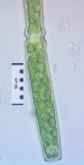 Pleurotaenium