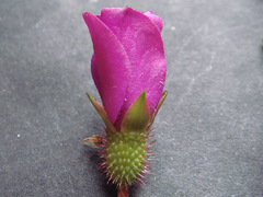 Heterocentron elegans