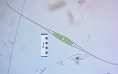Closterium setaceum