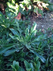 Isatis tinctoria