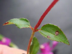 Heterocentron elegans