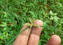 Cyperus