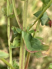 Hypericum tetrapterum