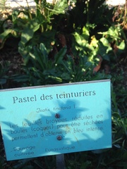 Isatis tinctoria