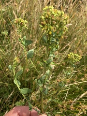 Hypericum tetrapterum