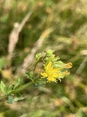 Hypericum tetrapterum