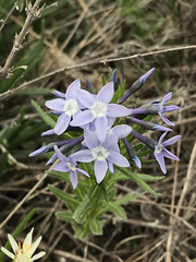 Amsonia ciliata texana