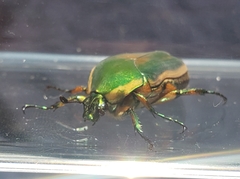 Cotinis nitida