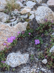 Epilobium obcordatum