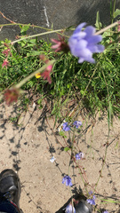 Cichorium intybus