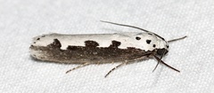 Ethmia bipunctella