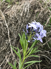 Amsonia ciliata texana