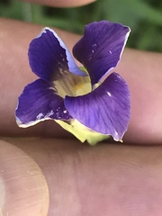 Gentianopsis holopetala