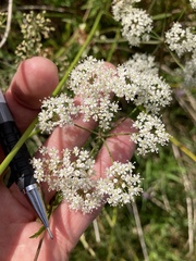Cicuta virosa
