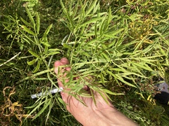 Cicuta virosa