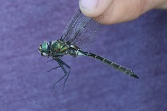 Somatochlora hudsonica