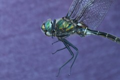 Somatochlora hudsonica