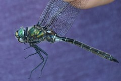 Somatochlora hudsonica