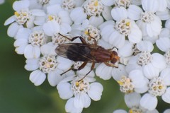 Hammerschmidtia rufa
