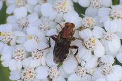 Hammerschmidtia rufa