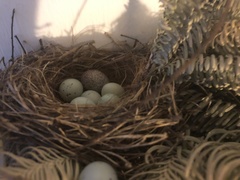 Haemorhous mexicanus