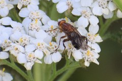 Hammerschmidtia rufa