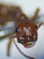 Polyergus mexicanus