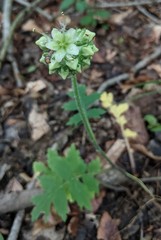 Hydrophyllum macrophyllum