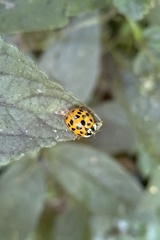 Harmonia axyridis