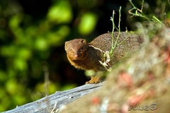 Herpestes
