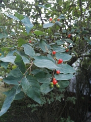 Lonicera tatarica