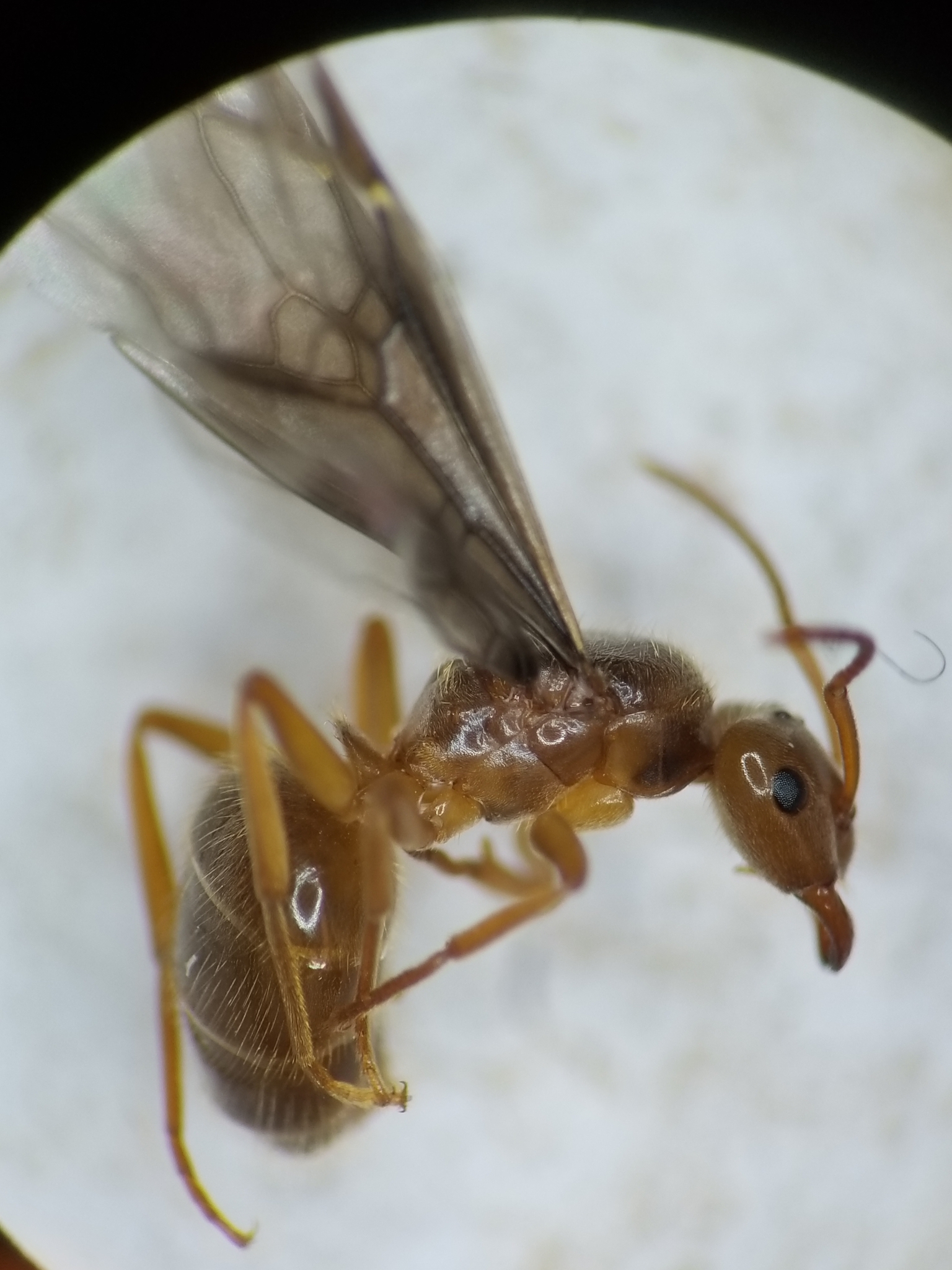 Lasius humilis