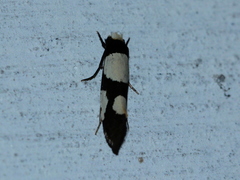 Monopis trimaculella