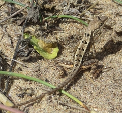 Sitana ponticeriana
