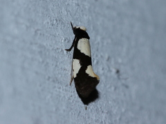 Monopis trimaculella