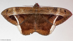 Hemeroblemma mexicana