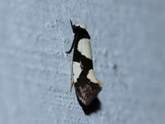 Monopis trimaculella