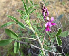 Indigofera intermedia