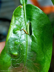 Phyllocnistis citrella