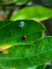 Pentilia chelsea
