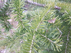 Epelis truncataria