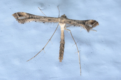 Anstenoptilia