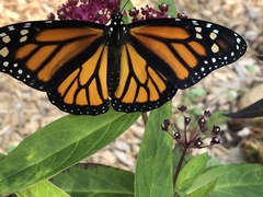 Danaus plexippus