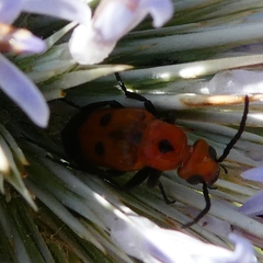 Nemognatha chrysomelina