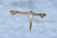 Anstenoptilia