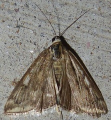 Loxostege munroealis